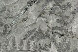 Pennsylvanian Fossil Fern (Lyginopteris) - Alabama #112759-3